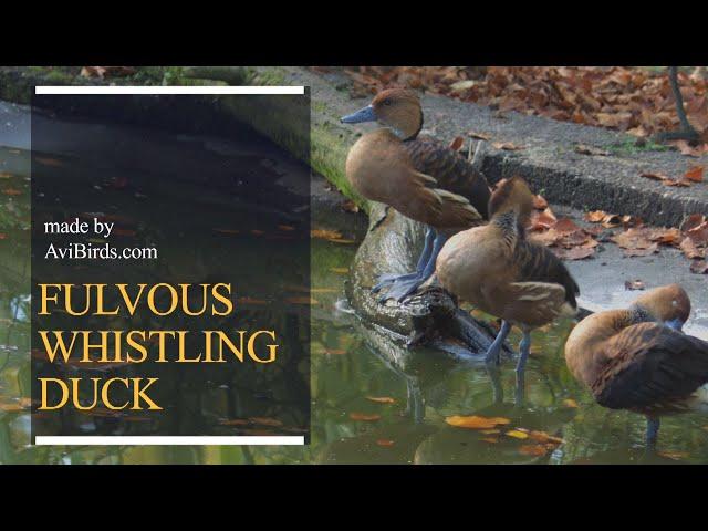 Fulvous Whistling Duck / Fulvous Tree Duck [Dendrocygna Bicolor]