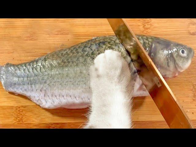 The Cat Cook Crucian Carp Soup | Chef Cat ChangAn | Cat Cooking Food