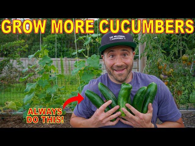 The #1 Secret To Productive Cucumber Plants: ALWAYS Do This To Grow More Cucumbers!