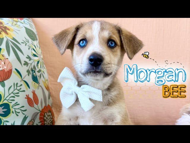 Fluffy Morgan Bee will be as true blue as her eyes!  🩵