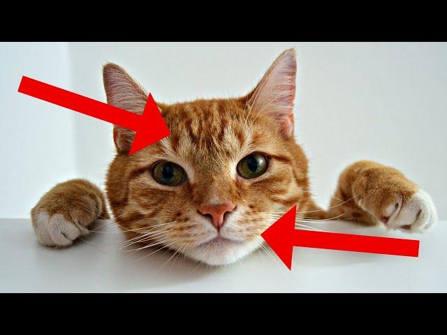 26 Surprising Facts About TABBY CATS