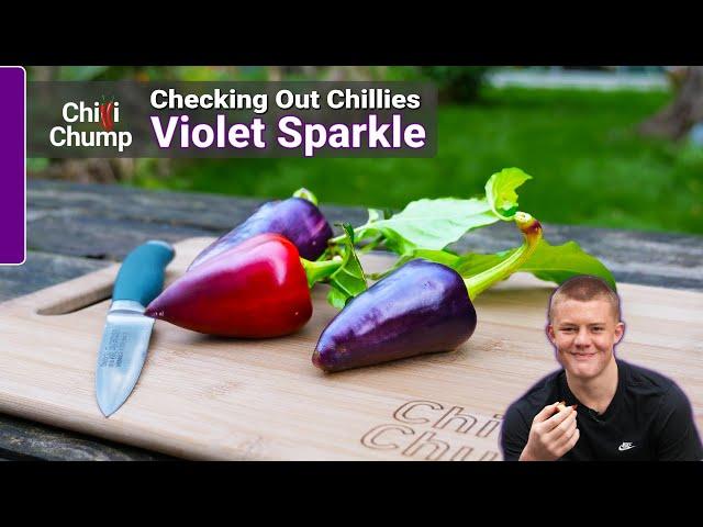 Violet Sparkle - Episode 13: Checking out Chillies with ChilliChump