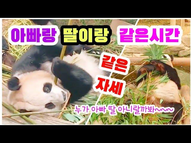 [아러루후바오] 오늘 요리사 누군지 너무 맛있어~~ 너무 맛있어서 눈이 감기고 드러눕게 되는 맛.. 너무 맛있어서 같은시간 아빠와 딸이 같은 자세로 식사 