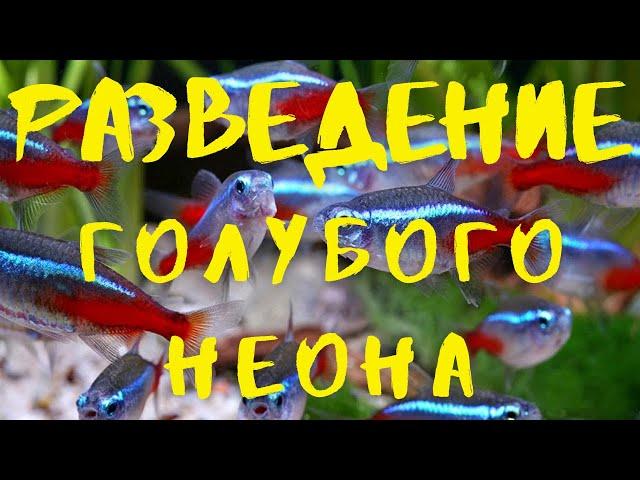 РАЗВЕДЕНИЕ ГОЛУБОГО НЕОНА ЧАСТЬ 1. НЕРЕСТ, ИКРА, ЛИЧИНКА (English subtitles)