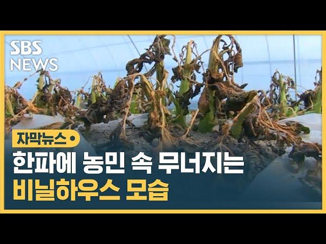 한파 닥친 비닐하우스 안 처참한 모습…난방비까지 '이중고' (자막뉴스) / SBS