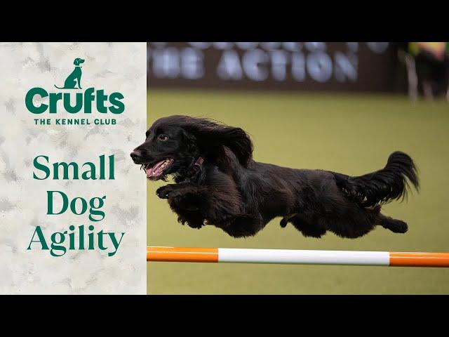 Pocket Rocket Pups  The Best of Small Dog Agility at Crufts