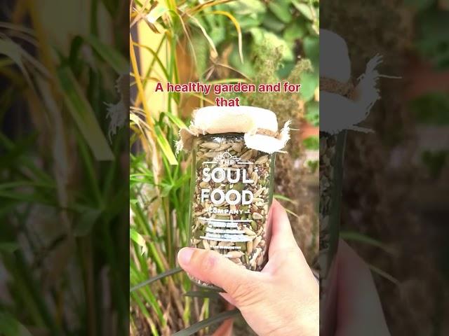 How Super Seeds & Morning Powder Boost Plant Growth Naturally