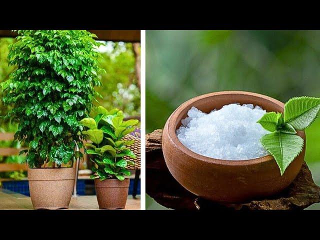 पौधों में कपूर के फायदे | Tips to Use Camphor in Plants | #camphor #gardening