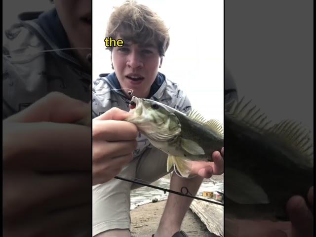 Real vs fake bait #fishing #experiment #shorts #nature