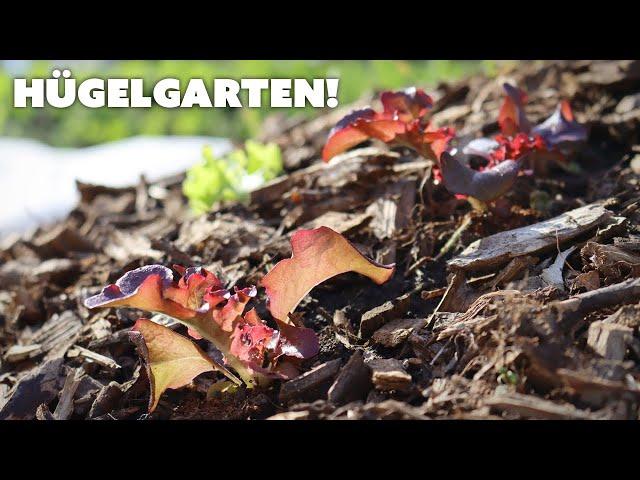 Hügelkultur Garden Beds Update | Year One