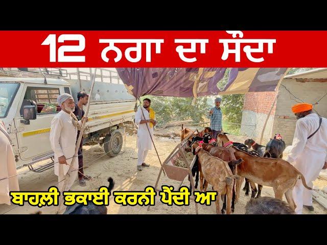 12 ਨਗਾ ਦਾ ਸੌਦਾ  | Raju Dirba #bakramandi #farming #goats