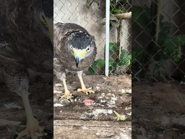 #Hawk #Eagle #Owl #Wildlife #Animal #EagleHawkOwl hawk vs snake, Owl vs snake fight, Eagle Vs Snake,