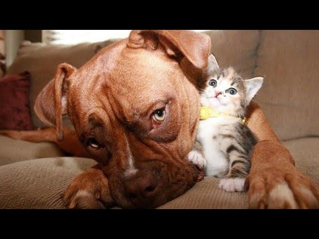 Dogs Who Love Their Kitten Since The Moment They Met   Funny DOGS and CATS videos 2024