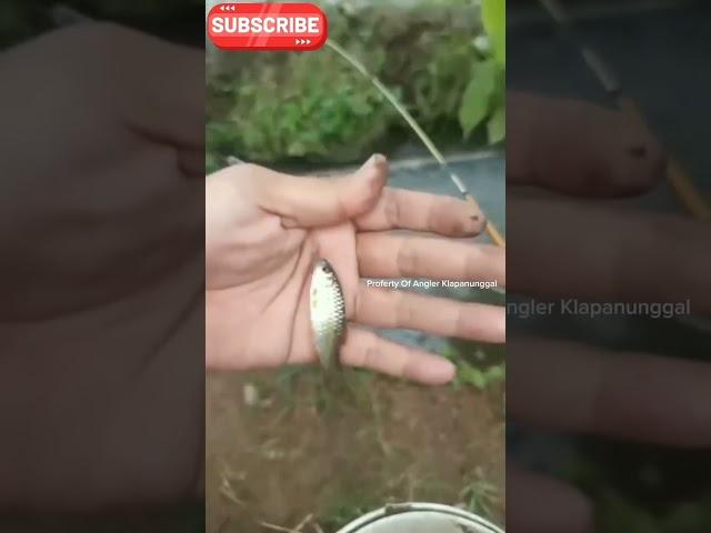 hunting fish wader Babon #mancingindonesia ##angler #mancingliar #fypシ゚viral #fyp