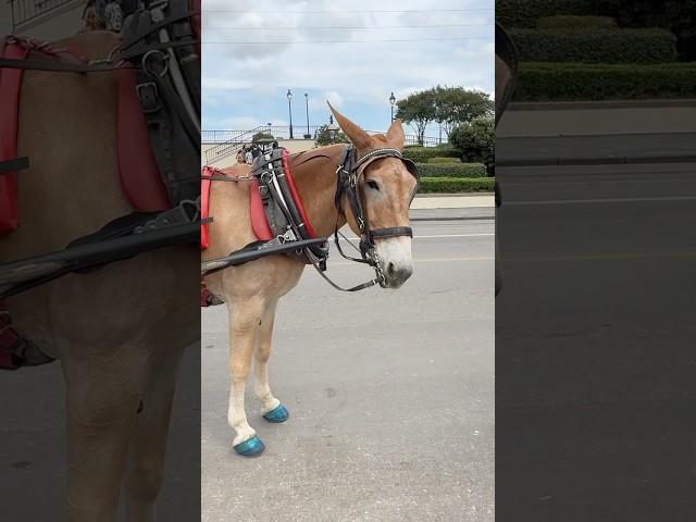 A mule waits to pull a carriage for a tour of the French Quarter in New Orleans #neworleans #mule