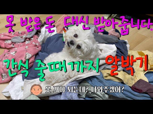 간식 줄 때까지 버티는 강아지, 떼인 돈 받아드립니다.