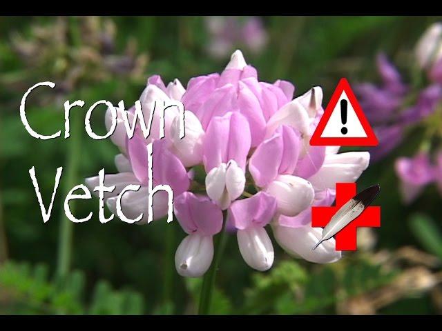 Crown Vetch: Medicinal