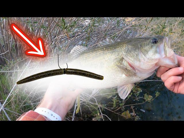 5 Mistakes Bass Fishing Senkos (2X Your Fish Catches)