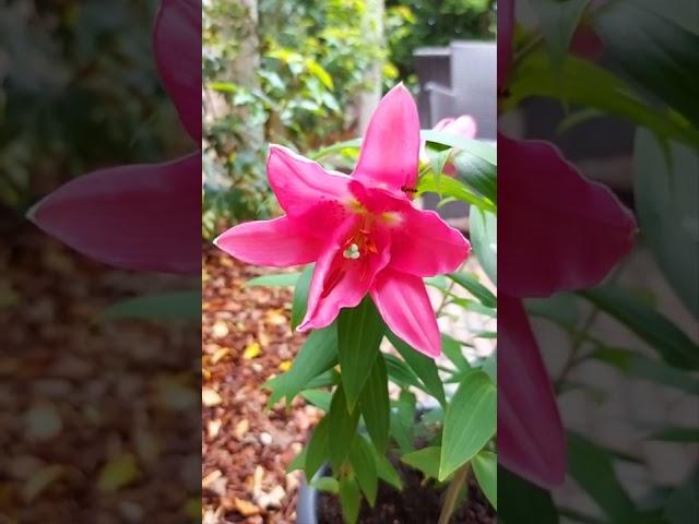 Flowers  in our garden.