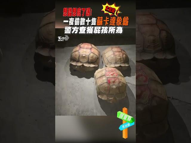 想錢想瘋了嗎! 一夜偷數十隻蘇卡達象龜 警方查獲屁孩所為｜TVBS新聞 @TVBSNEWS01