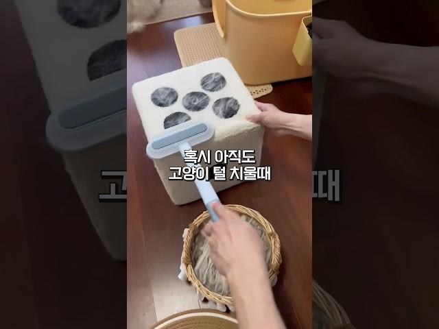 고양이 털이 사라지는 마법의 청소기