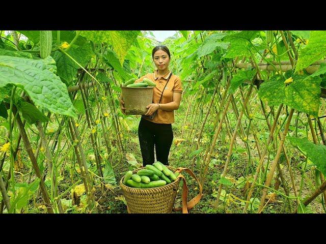 Harvesting cucumber garden, Cabbage go to market Sell | Triệu Thị Xuân