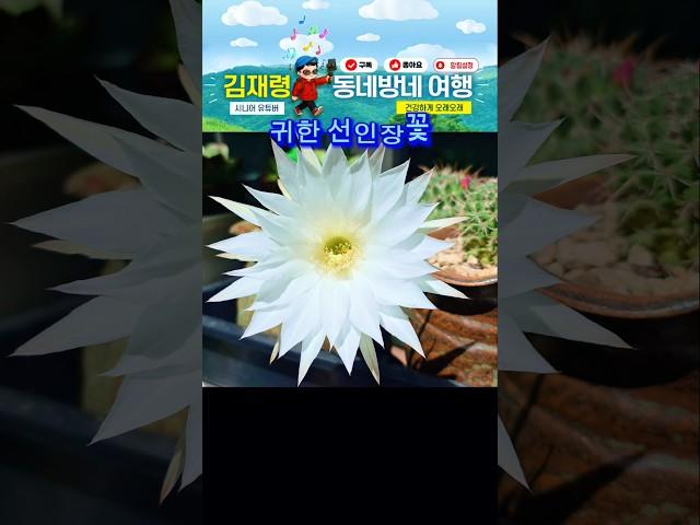 처음보는 선인장꽃에 반하다 #우리집마당 #시니어유튜브