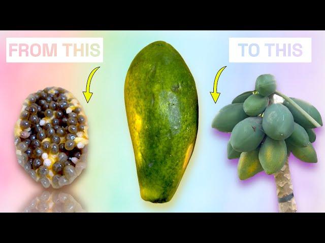 It Only Takes 18 Months To Grow Papaya From Papaya. I Tried It