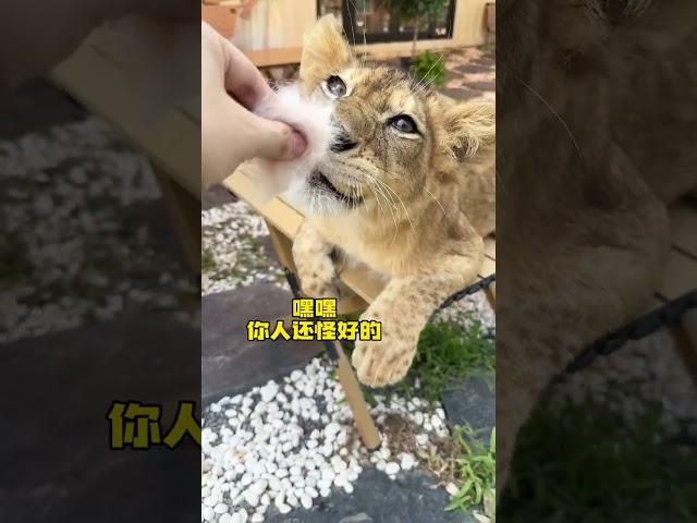 【#布丁仔和泡芙妹的一天】当猫和狮子见面会发生什么?! #猛兽 #傻猫的日常 #百兽之王 #万物可爱计划