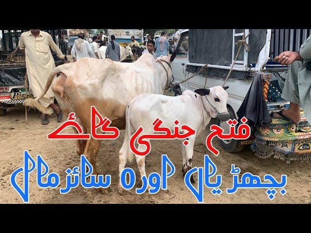 domail mandi 2024 latest update ll Dhani cows ll 0 size mall ll jamil tv ll