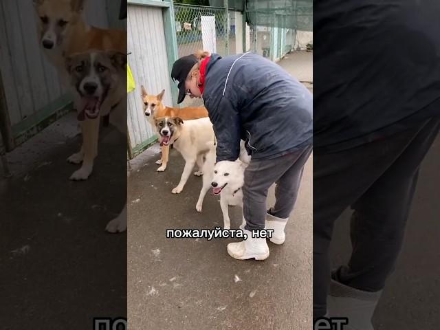 Белку забрали домой из приюта #приютпечатники #приютдлясобак
