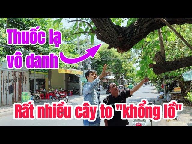 Tin chấn động phát hiện rất nhiều cây thuốc lạ VÔ DANH SIÊU TO KHỔNG LỒ tại Sài Gòn