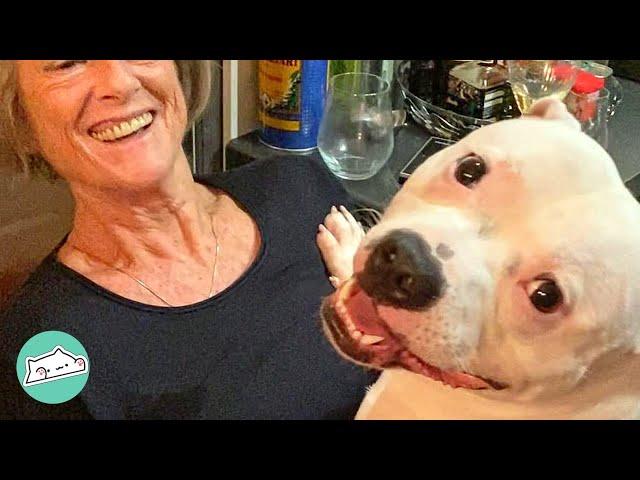 Woman Wanted A Grandchild But Got A Staffy Instead | Cuddle Staffies