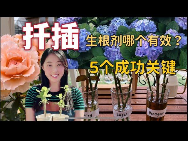 【Garden73】Grow from Cuttings 扦插的各种生根剂哪个有效？5个秘诀让扦插成功！扦插玫瑰（月季）Rose、绣球Hydrangea、枸杞 Wolfberry