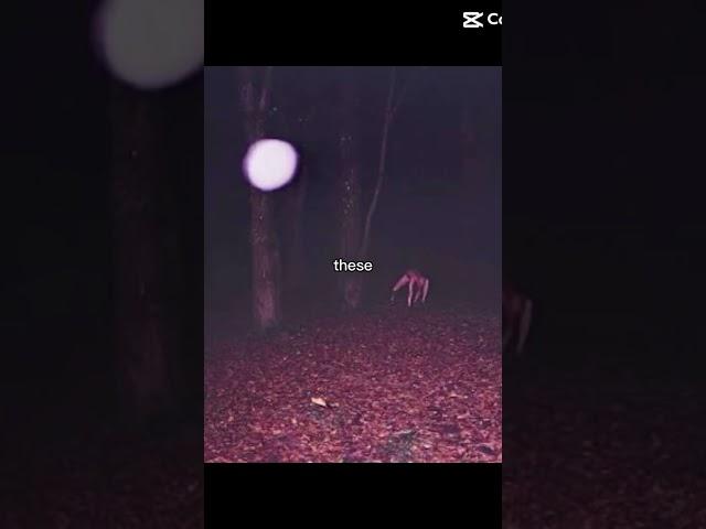 As a skin walker
