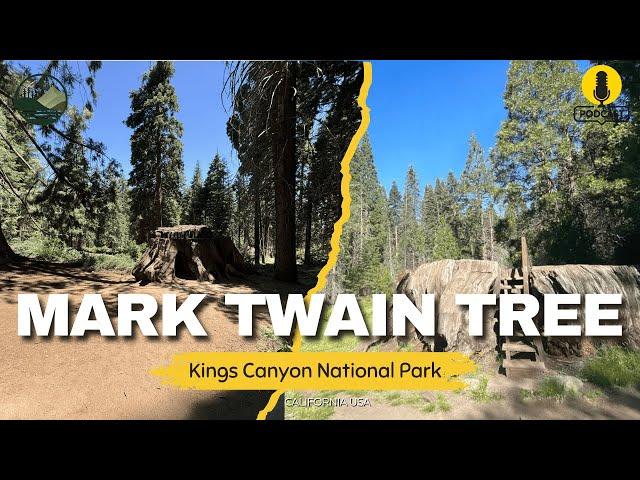 ️ 4K | Mark Twain Tree, Sequoia National Park, California | Historic Sequoia & Giant Views