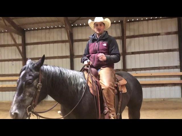What they didn’t tell you about buying a horse