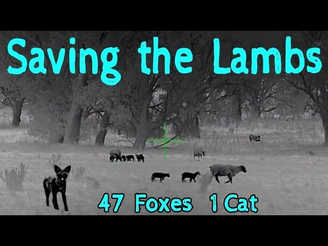 SAVING THE LAMBS • 47 FOXES & 1 CAT