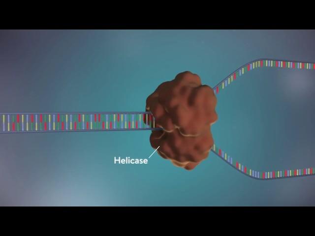 Replicación del ADN