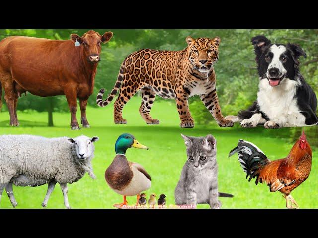 Farm Animal Sounds: Dog, Sheep, Cat, Chicken, Cow - Animal Sounds