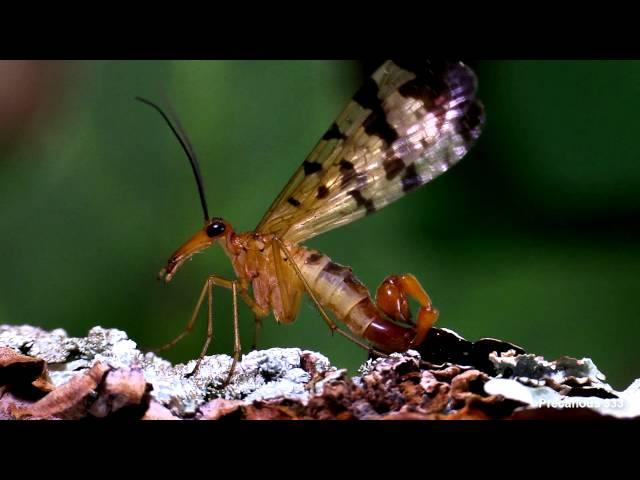 Scorpionfly male