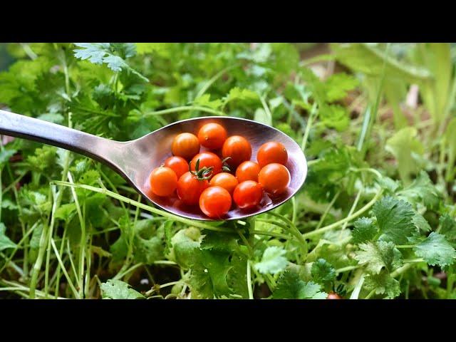 SPOON TOMATO | World's SMALLEST tomato | Sweet Pea Currant Tomato | A must grow for every garden