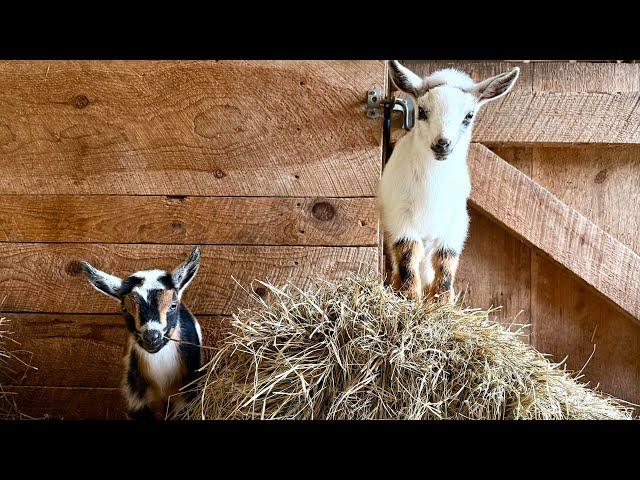 A dozen baby goats kick up their hooves!