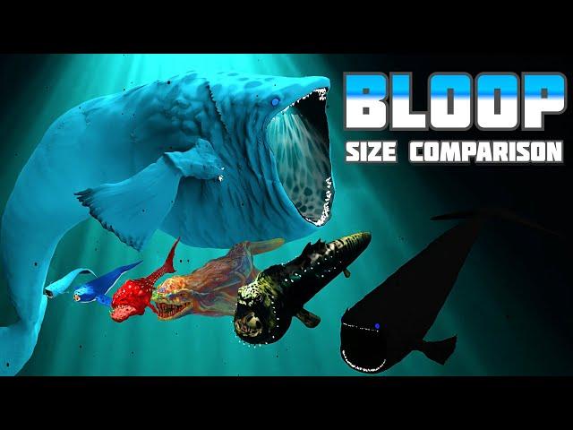 The Evolution and Size Comparison of The Bloop