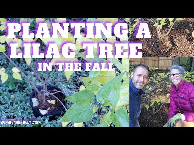  Planting a Lilac Tree This Fall - SGD 228 