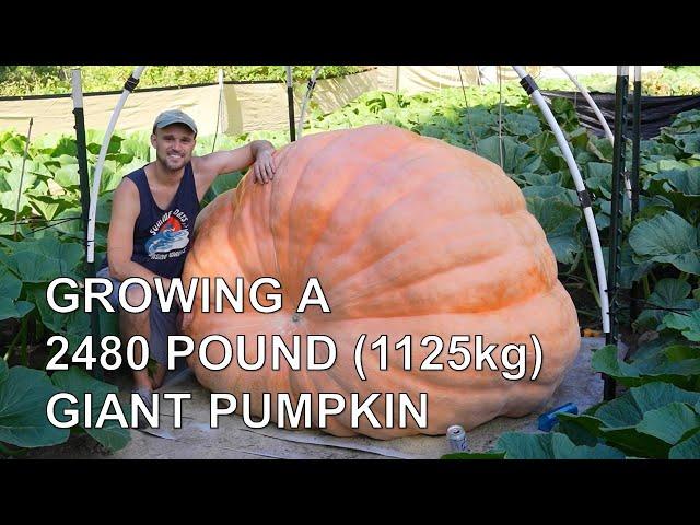 Growing a 2480 pound (1125kg) Giant Pumpkin