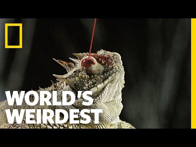 Blood Shooting Eyes | World's Weirdest