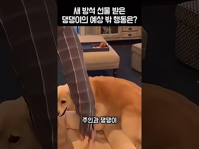 댕댕이를 위한 깜짝 선물! 그런데 댕댕이가 보인 예상 밖의 행동은?