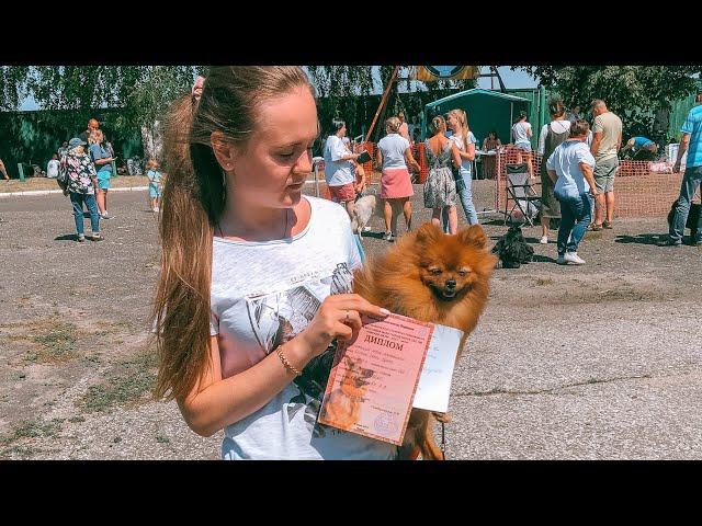 VLOG: ВЫСТАВКА СОБАК| Померанский шпиц |Первый опыт ️