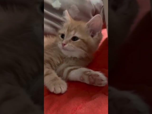 토리 잘꺼냥 말꺼냥 #shorts